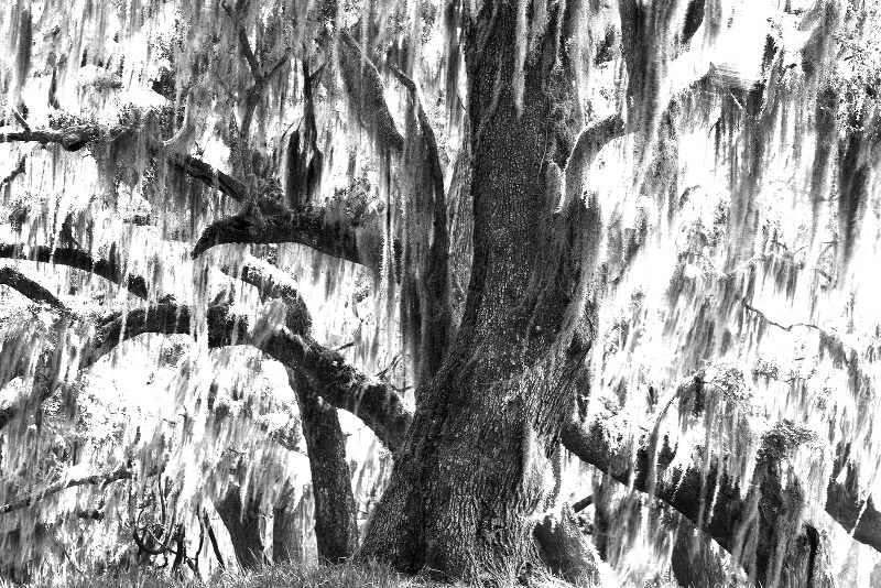 Live Oak and Spanish Moss (High Key Image) - ID: 9669743 © Robert A. Burns