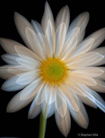 White flower@@