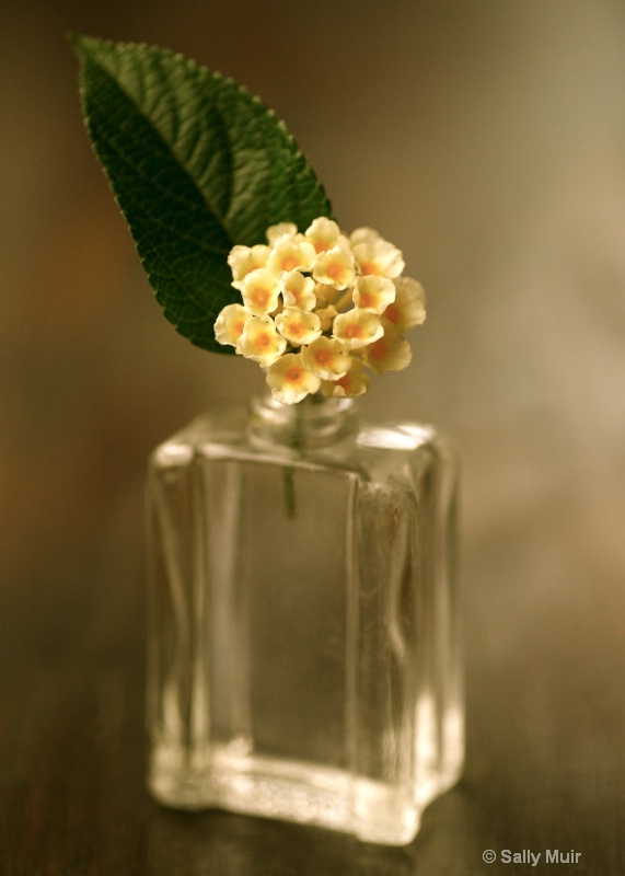 Verbena in Vintage Bottle