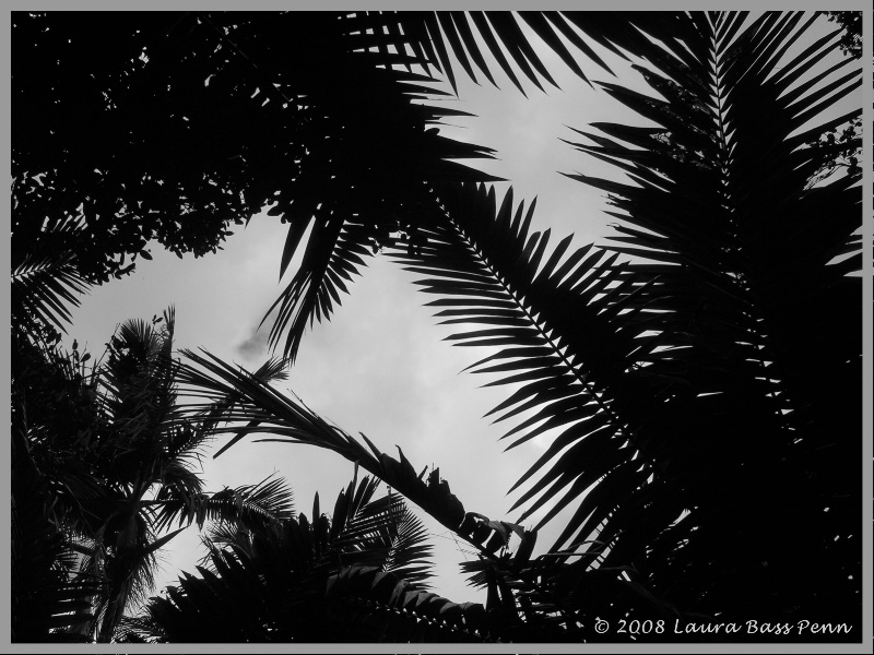 tropical canopy