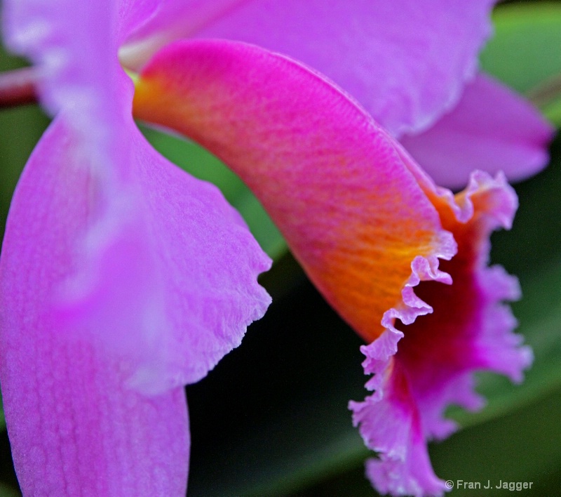 Purple Ruffled Orchid