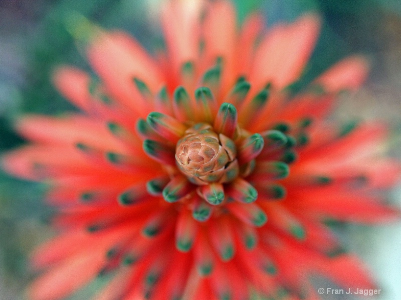 Sansevieria Flower