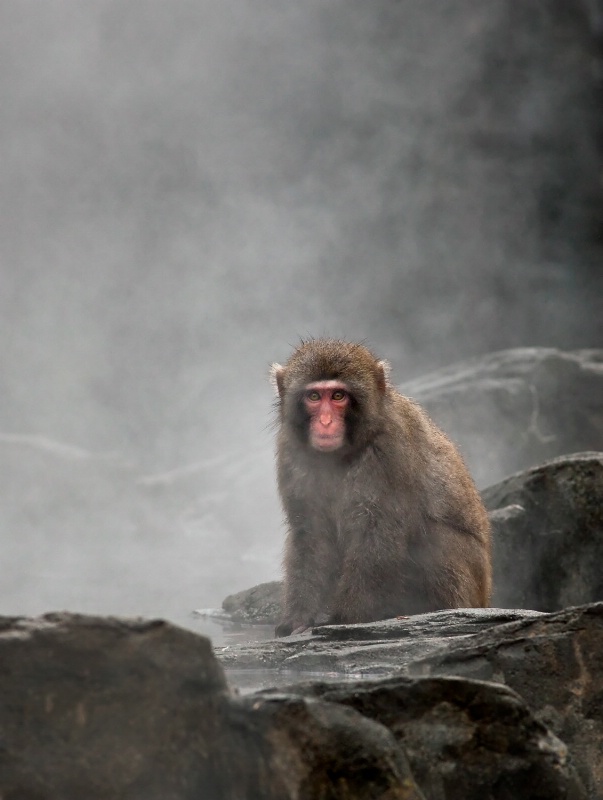 Monkey in the Mist