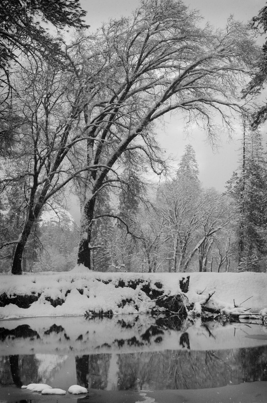 Black Oaks, Winter in Yosemite
