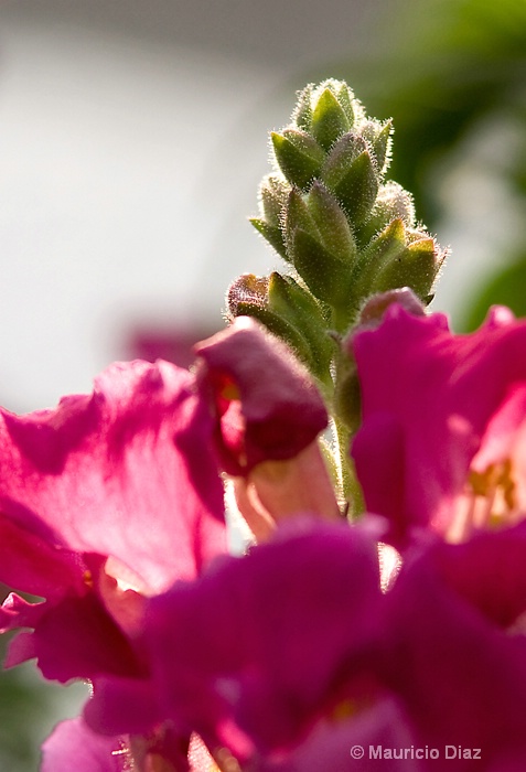 Young Flower Glow - ID: 9674106 © Mauricio Diaz