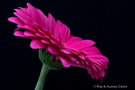 Pink Gerbera