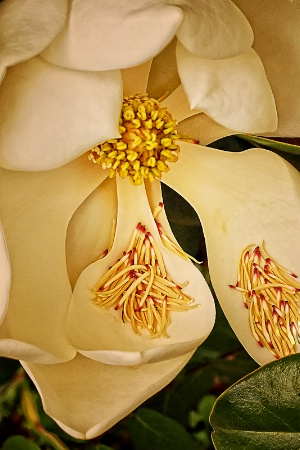 Magnolia tears