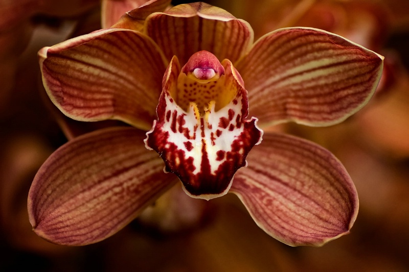 Rusty Orchid