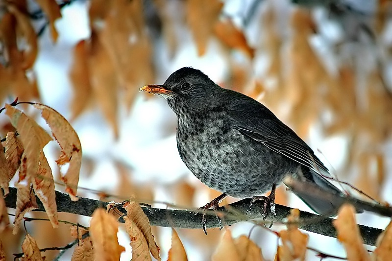 Blackbird (female)