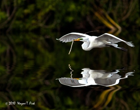 Nest Building