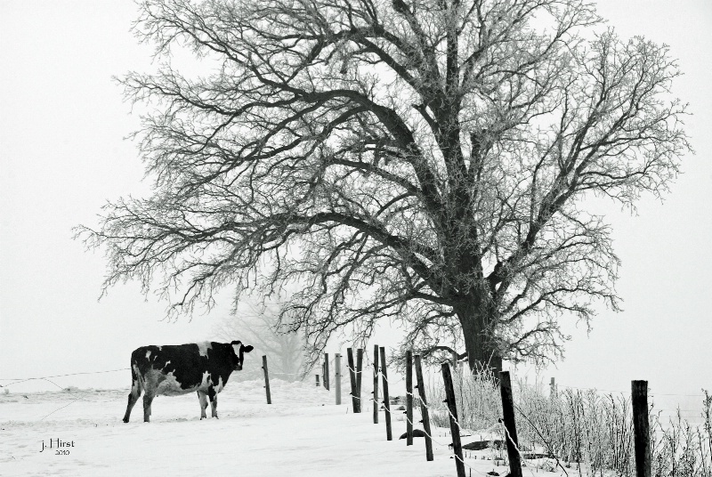 Frosty Pasture