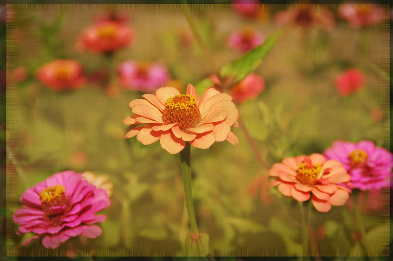 Zinnias