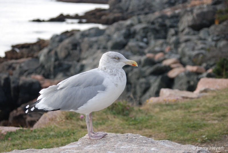 Bird at Acadia National Park in Maine - ID: 9679141 © Larry Heyert