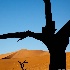 © Wendy Kaveney PhotoID # 9679419: Dead Vlei, Namib-Naukluft Park