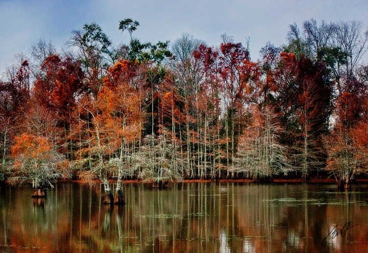 A Cypress Lake