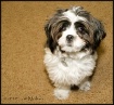 Bo Dog