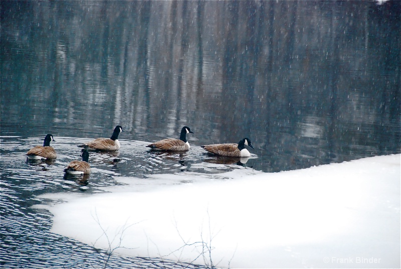 Geese in a row