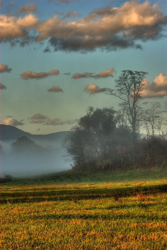 Trees in Mist and Shadow - ID: 9681140 © Robert A. Burns