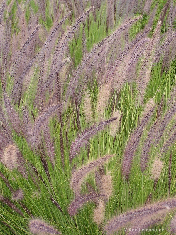 Wine Country Grasses