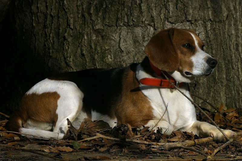 Beagle