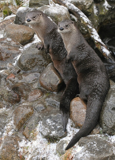 Curious Otters