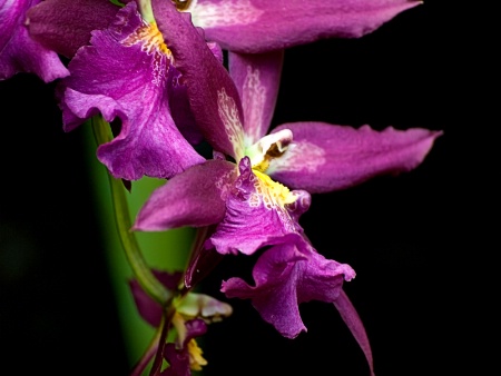 Purple Miniature Orchid