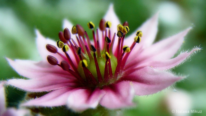 pink flower