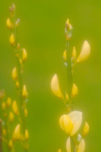  Scotch Broom - ID: 9685449 © Joseph Cagliuso