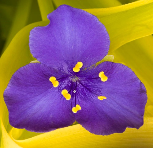 Purple Petals  - ID: 9685451 © Joseph Cagliuso