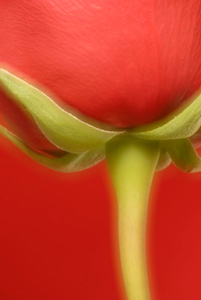 Tulip Bulb - ID: 9685455 © Joseph Cagliuso