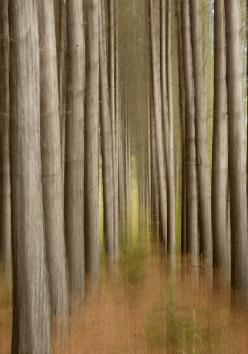 Into The Woods - ID: 9685469 © Joseph Cagliuso