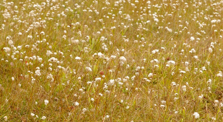 Field of White Flowers - ID: 9685477 © Joseph Cagliuso