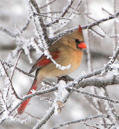 Cardinal in snow