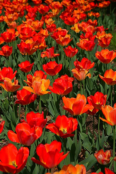 spring tulip 2 - ID: 9686242 © Earl H. English