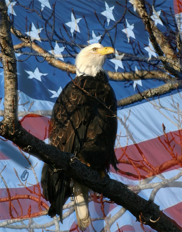 Standing Ready