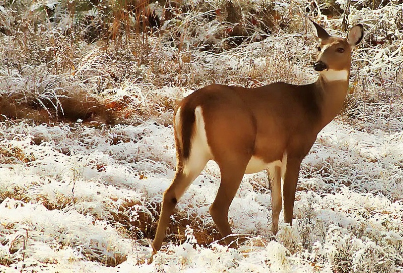 Winter Deer - ID: 9687073 © Kathy Salerni