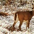 2Winter Deer - ID: 9687073 © Kathy Salerni