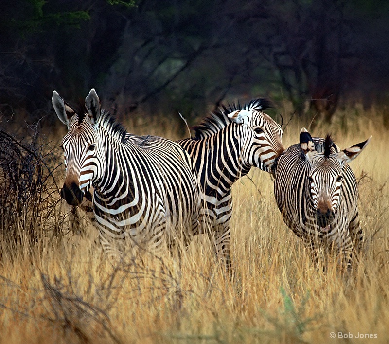 Stampede of Mountain Zebra