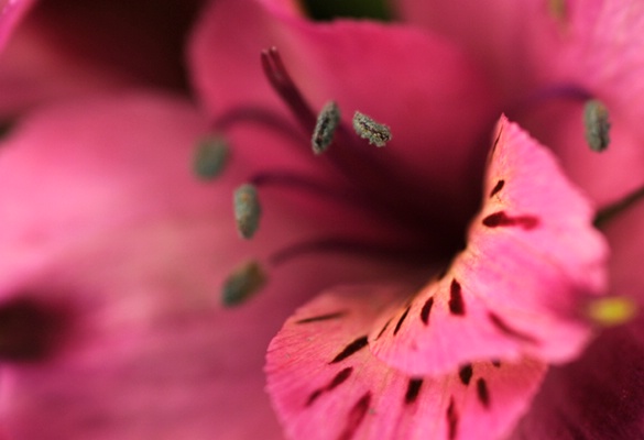 Flower & Stamen - ID: 9688202 © Joseph Cagliuso