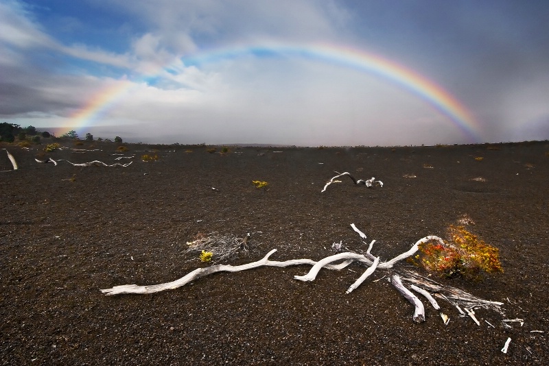 Life Returns to Devastation Trail - ID: 9689190 © Robert A. Burns