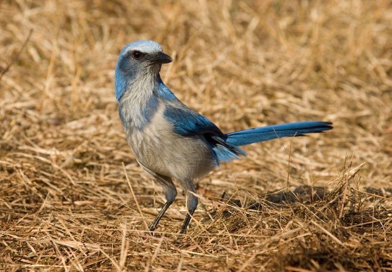 Florida scrub jay 2 - ID: 9689197 © Michael Cenci