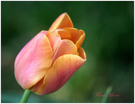 Tulip