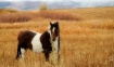 Standing quietly