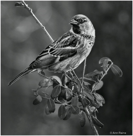 Male Sparrow#2