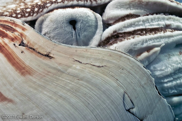 Eye of the Nautilus - ID: 9690418 © Edward Dorson