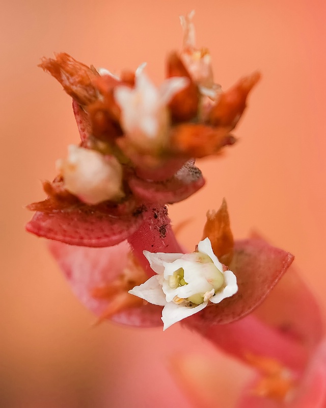 miniature cactus flower