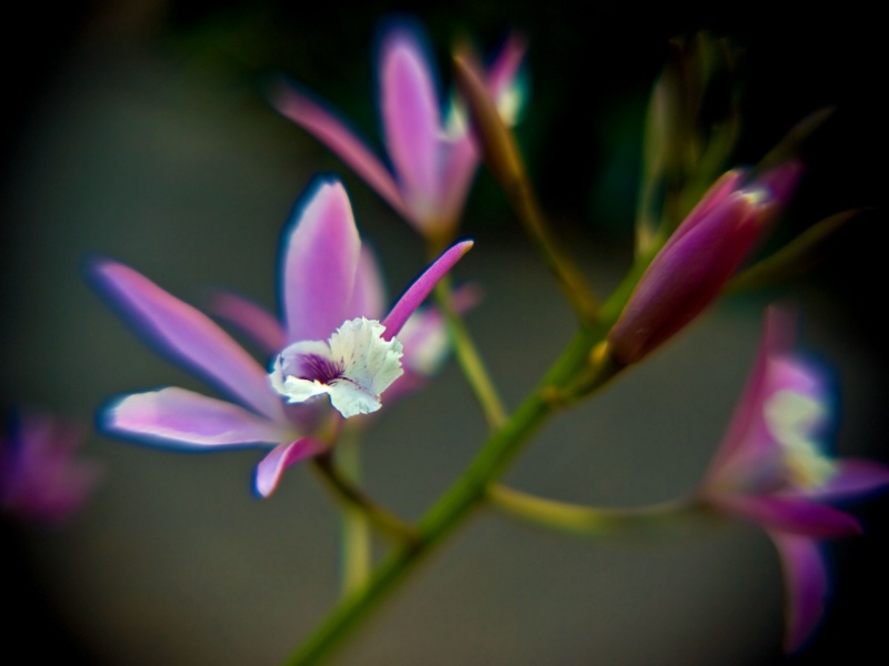 Miniature Orchid