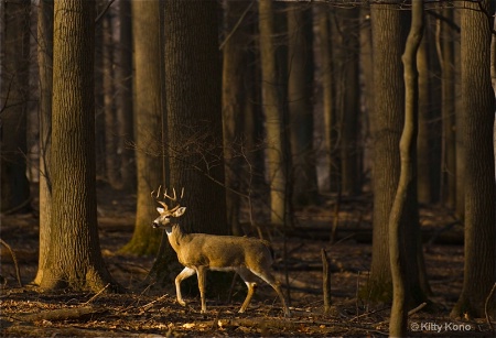 Deer in the Woods