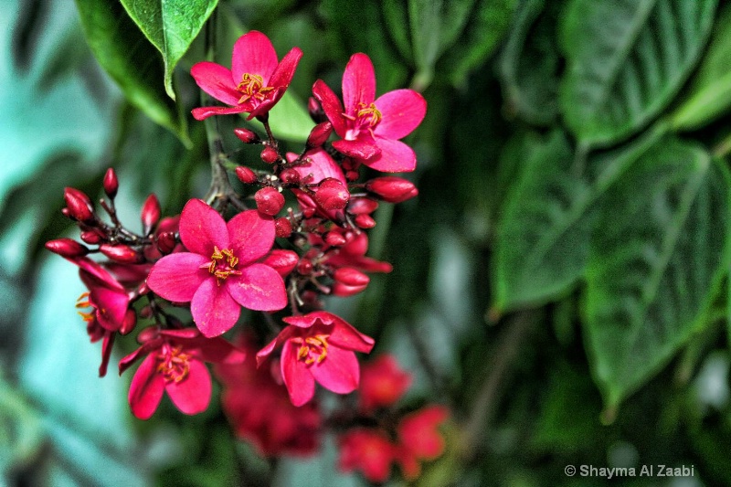 Pink Flowers