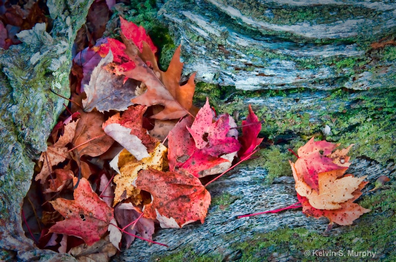 log and leaves 